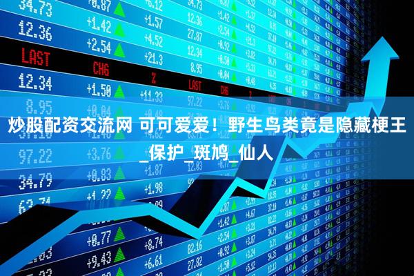 炒股配资交流网 可可爱爱！野生鸟类竟是隐藏梗王_保护_斑鸠_仙人